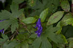 Southern blue monkshood <BR>Monkshood